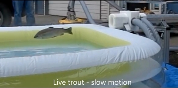 Image: Shane Chalker